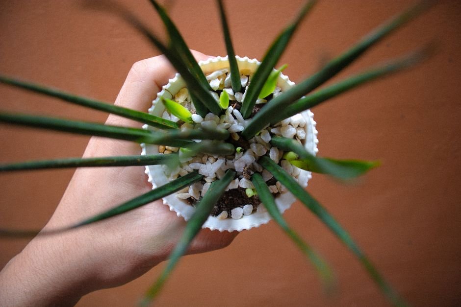 3. Plante a suculenta