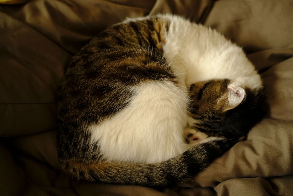 Gato dorminhoco enrolado