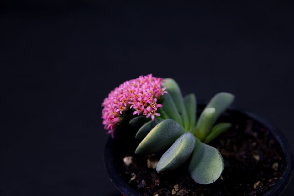 Mini vasinhos de suculenta com fita azul ou rosa