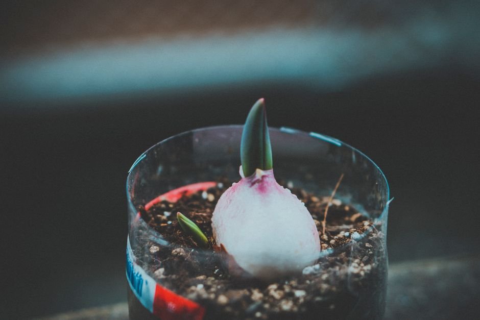 Mini vaso com bulbo azul ou rosa