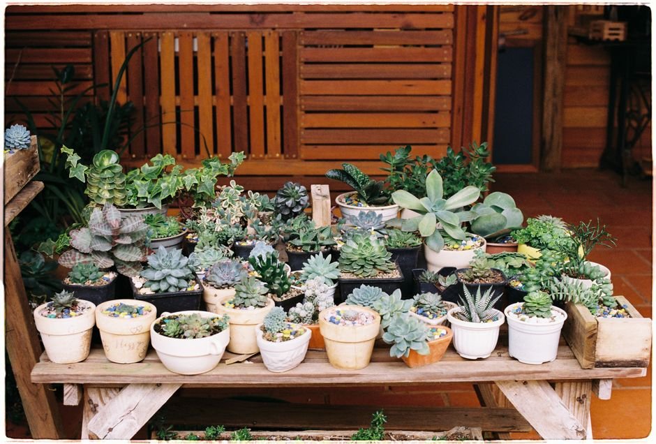 Monte um mini-jardim de mesa