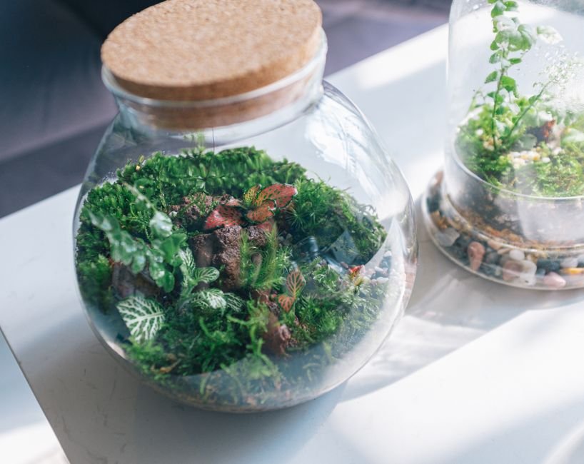Terrário com musgo e mini trilha