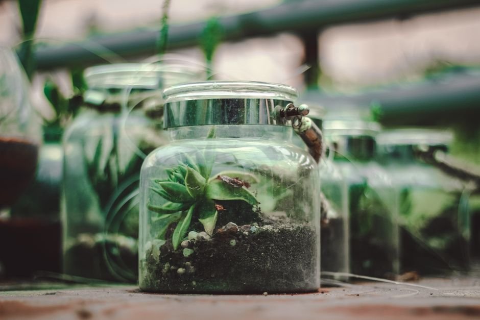 Dicas para o terrário durar