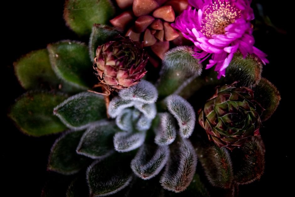 Terrário suculento estilo deserto