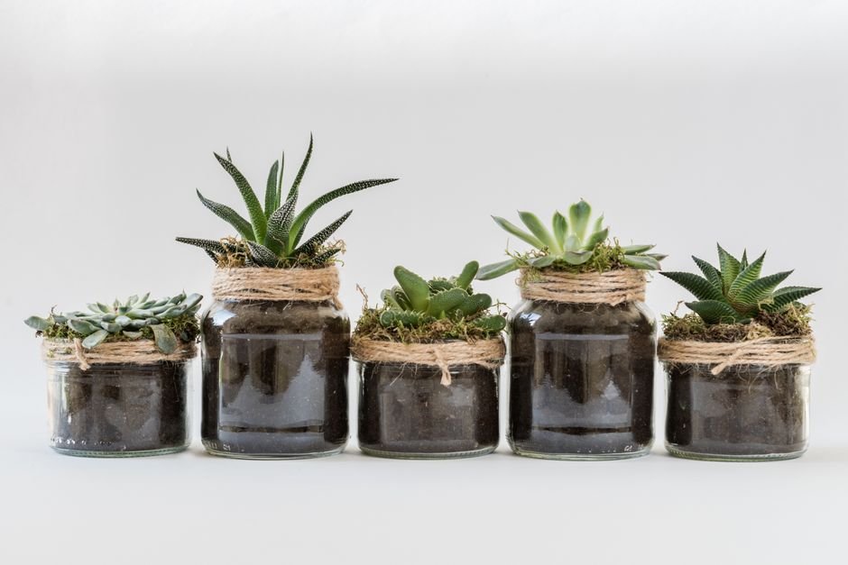 2. Vaso para suculentas ou flores