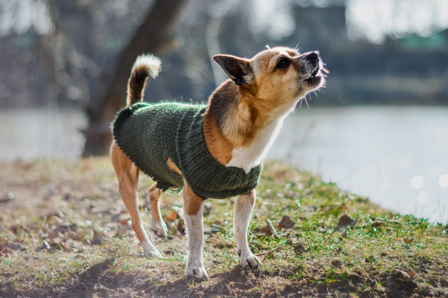 Crochê para Pets: Ideias Fofas para Vestir e Mimar seu Bichinho