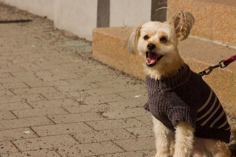 Dicas para acertar no crochê para pets