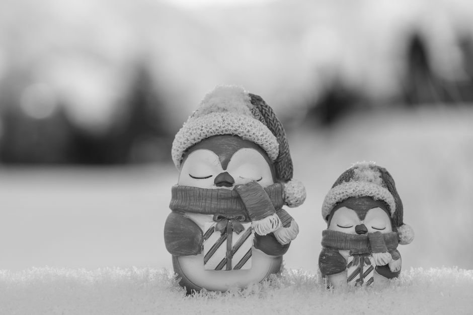 Família de pinguins para decoração