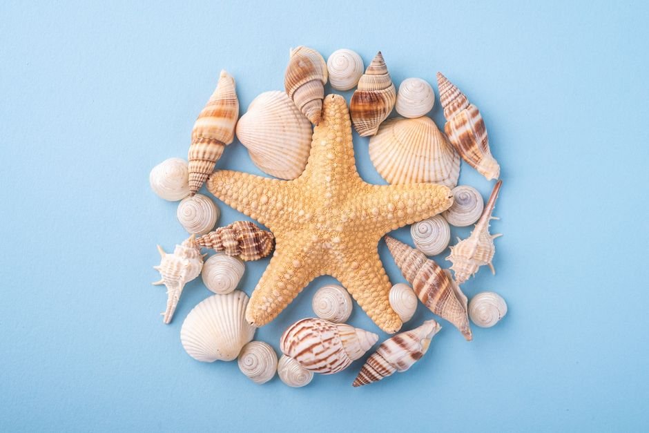 Moldura com conchas e estrelas-do-mar